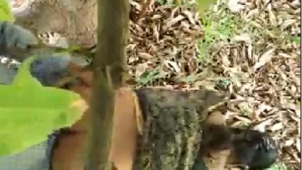 Telugu Jungle Sex Videos - Pedha Gudda Telugu Aunty Forest Sex - Telugu Jungle Sex